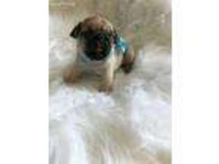 Pug Puppy for sale in Lindsay, CA, USA