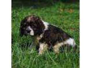 Cocker Spaniel Puppy for sale in Portland, OR, USA