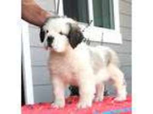 Saint Bernard Puppy for sale in Alpine, UT, USA