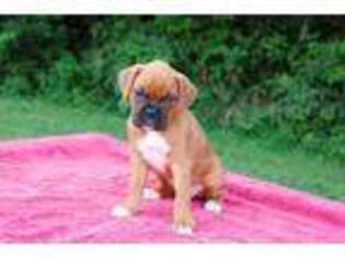 Boxer Puppy for sale in Lawrenceburg, IN, USA