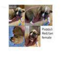Pembroke Welsh Corgi Puppy for sale in Arlee, MT, USA