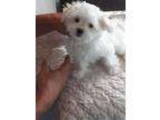 Maltese Puppy for sale in Eufaula, OK, USA