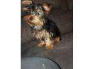 Yorkshire Terrier Puppy for sale in Peru, IL, USA