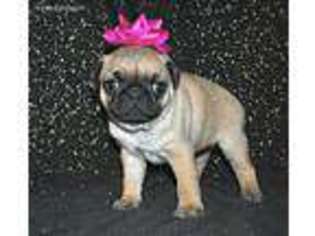 Pug Puppy for sale in Sioux Falls, SD, USA