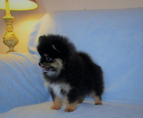 Pomeranian Puppy for sale in Sandy Hook, KY, USA