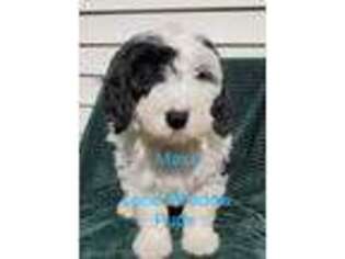 Old English Sheepdog Puppy for sale in Middlebury, IN, USA