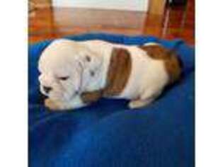 Bulldog Puppy for sale in Mount Sterling, OH, USA