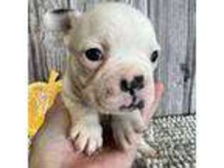 French Bulldog Puppy for sale in Erskine, MN, USA