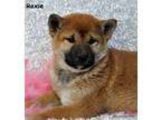 Shiba Inu Puppy for sale in Deepwater, MO, USA