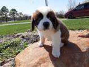 Saint Bernard Puppy for sale in Ava, IL, USA