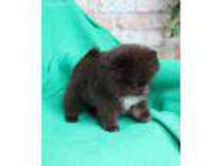 Pomeranian Puppy for sale in Mobile, AL, USA