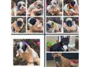 French Bulldog Puppy for sale in Hilmar, CA, USA