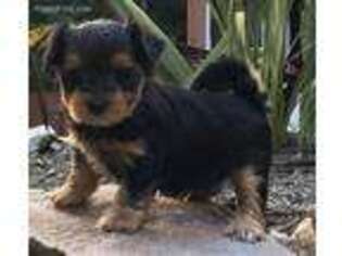 Yorkshire Terrier Puppy for sale in Parkesburg, PA, USA