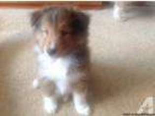 Shetland Sheepdog Puppy for sale in WEST BEND, WI, USA