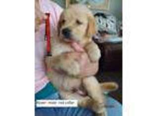 Golden Retriever Puppy for sale in Fyffe, AL, USA