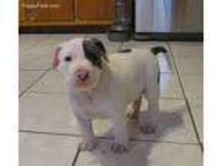 Mutt Puppy for sale in New Windsor, NY, USA