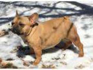 French Bulldog Puppy for sale in Belen, NM, USA