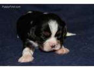 Cavalier King Charles Spaniel Puppy for sale in Winona, MN, USA