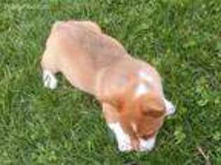 Pembroke Welsh Corgi Puppy for sale in Long Lane, MO, USA
