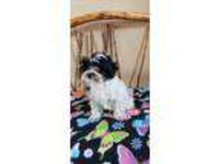 Havanese Puppy for sale in New London, MN, USA
