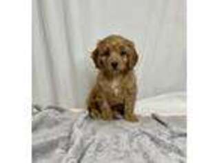 Cavapoo Puppy for sale in Strasburg, OH, USA