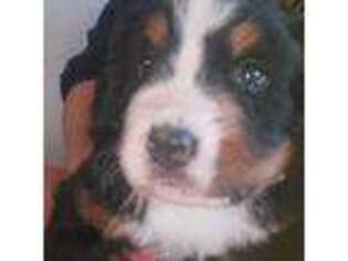 Bernese Mountain Dog Puppy for sale in White Cloud, MI, USA