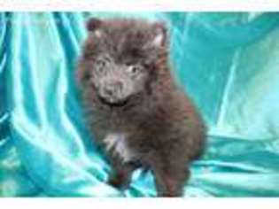 Pomeranian Puppy for sale in Grayson, GA, USA