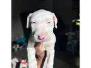 Bull Terrier Puppy for sale in Montclair, NJ, USA