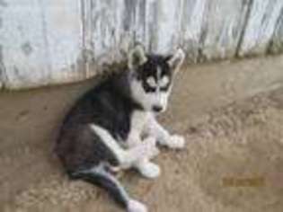 Siberian Husky Puppy for sale in Polk, OH, USA