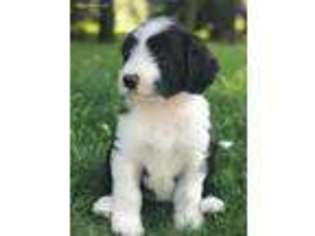 Old English Sheepdog Puppy for sale in Madison, SD, USA