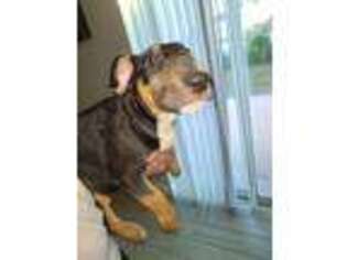 Bull Terrier Puppy for sale in Tampa, FL, USA