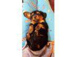 Dachshund Puppy for sale in Hastings, MI, USA