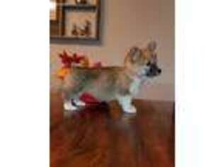 Pembroke Welsh Corgi Puppy for sale in Mead, OK, USA