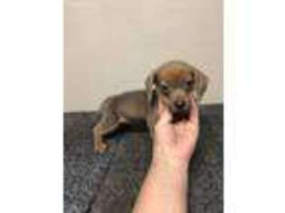Dachshund Puppy for sale in Saint Hedwig, TX, USA