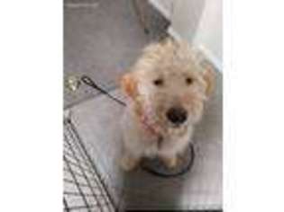 Goldendoodle Puppy for sale in Lakewood, NJ, USA