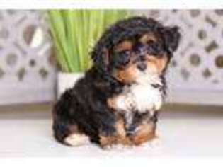 Yorkshire Terrier Puppy for sale in Howard, OH, USA