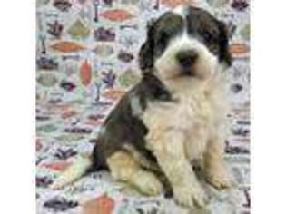 Saint Berdoodle Puppy for sale in Ipswich, SD, USA