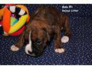 Boxer Puppy for sale in Honey Grove, TX, USA