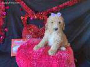 Goldendoodle Puppy for sale in Atlanta, GA, USA