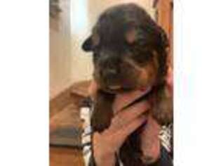 Rottweiler Puppy for sale in Lewiston, ID, USA