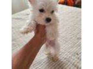West Highland White Terrier Puppy for sale in Jacksonville, FL, USA