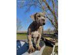 Mutt Puppy for sale in Emmons, MN, USA