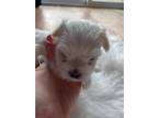 Maltese Puppy for sale in Branson, MO, USA