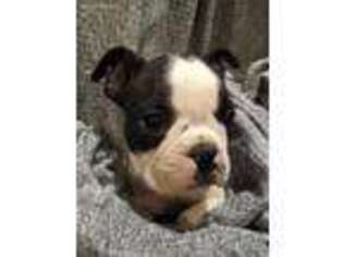 Border Terrier Puppy for sale in Remington, VA, USA
