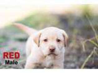 Labrador Retriever Puppy for sale in Welsh, LA, USA