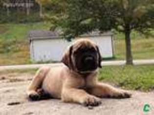 Mastiff Puppy for sale in Caldwell, OH, USA