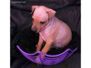 American Hairless Terrier Puppy for sale in West Harrison, IN, USA