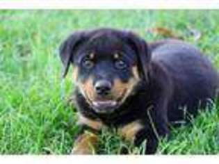 Rottweiler Puppy for sale in Lamar, MO, USA