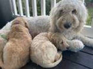 Goldendoodle Puppy for sale in Crestview, FL, USA