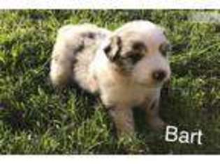Australian Shepherd Puppy for sale in Decatur, AL, USA